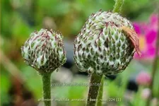 Anemone multifida 'Annabella Deep Rose'