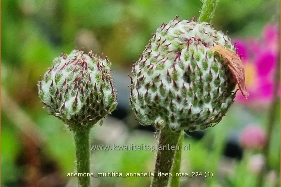 Anemone multifida 'Annabella Deep Rose'