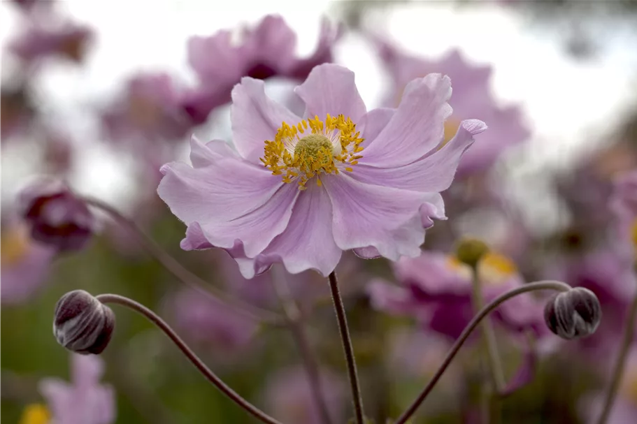 Anemone hupehensis 'September Charm'