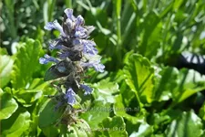 Ajuga reptans