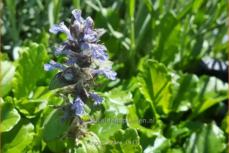 Ajuga reptans