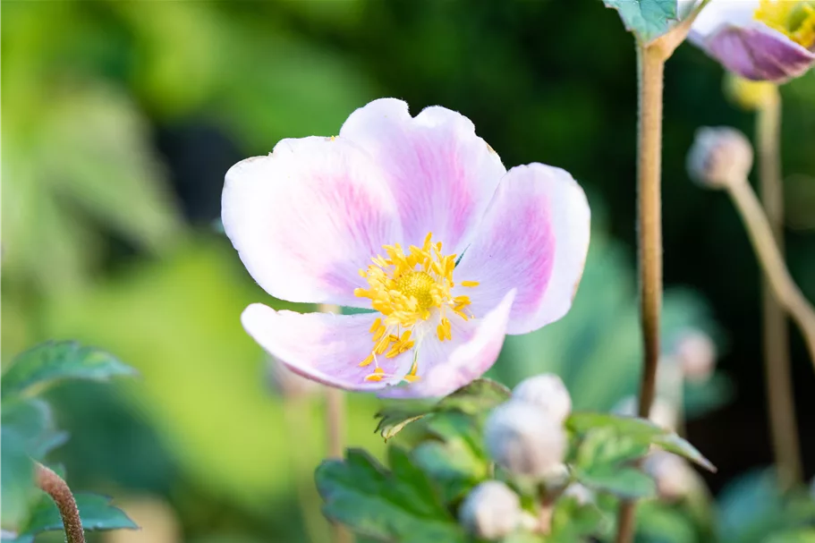 Anemone hupehensis 'September Charm'