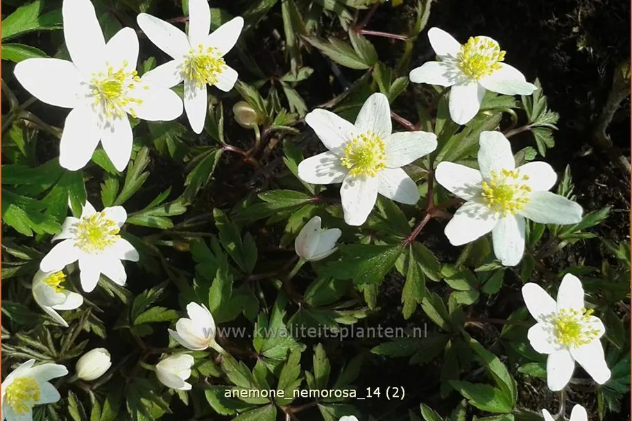 Anemone nemorosa