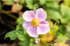 Anemone hupehensis 'September Charm'