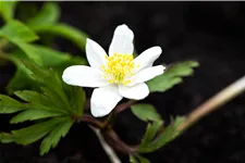 Anemone nemorosa