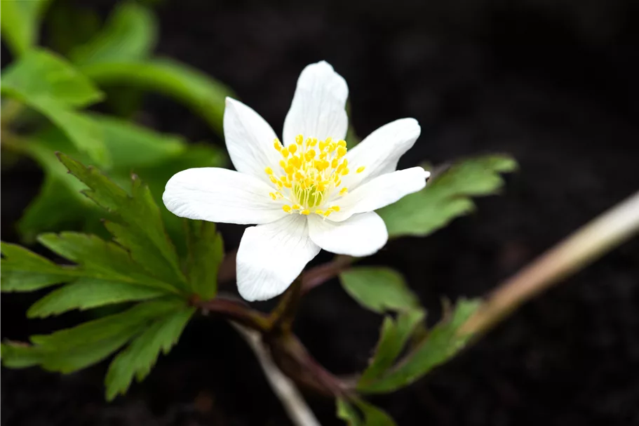 Anemone nemorosa