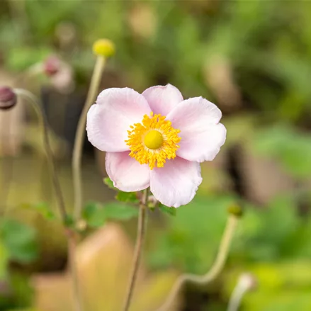 Anemone hupehensis 'September Charm'