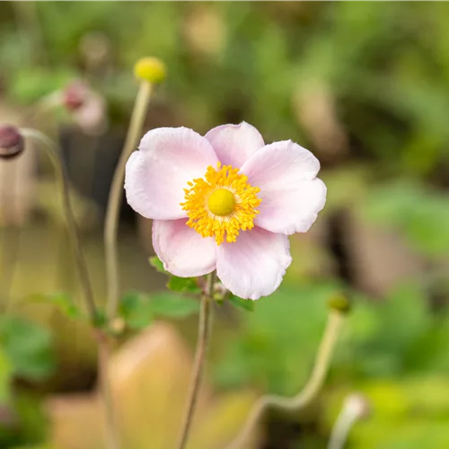 Anemone hupehensis 'September Charm'