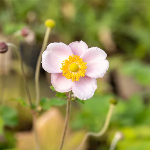 Anemone hupehensis 'September Charm'