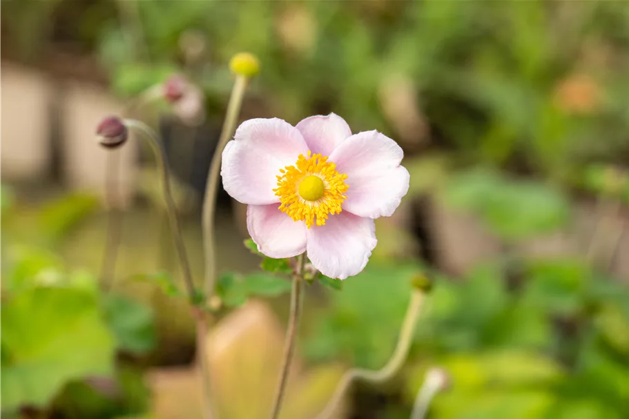 Anemone hupehensis 'September Charm'