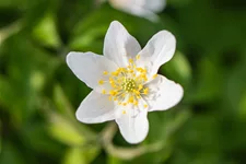 Anemone nemorosa