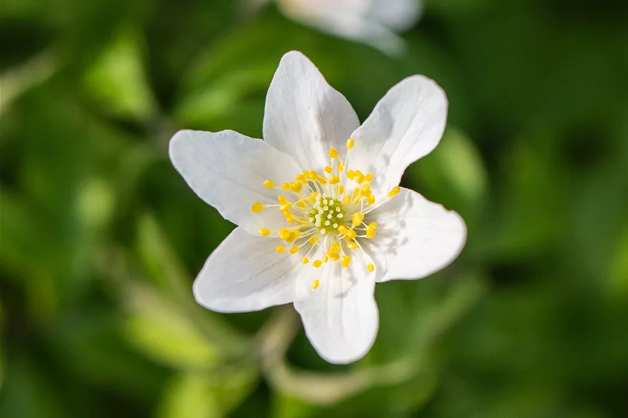 Anemone nemorosa