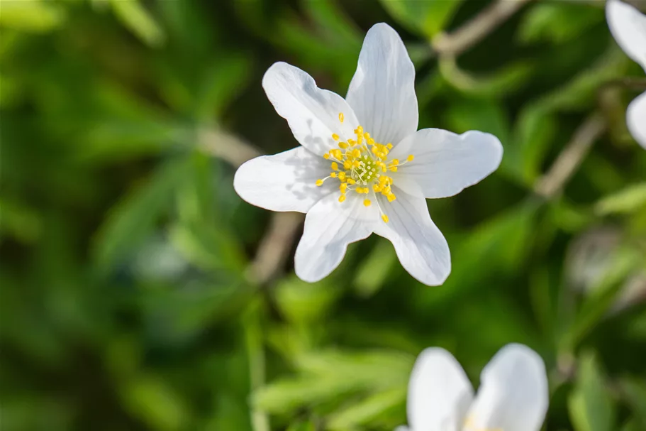 Anemone nemorosa