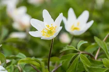 Anemone nemorosa