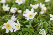Anemone nemorosa
