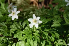 Anemone nemorosa
