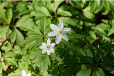 Anemone nemorosa