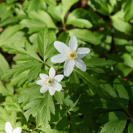Anemone nemorosa