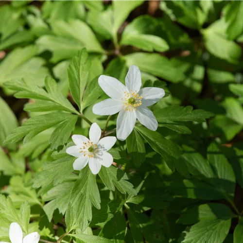 Anemone nemorosa