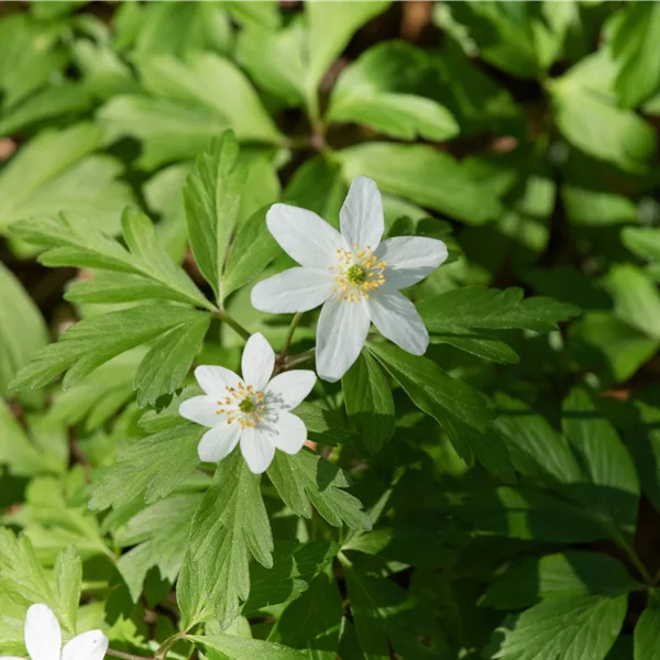 Anemone nemorosa