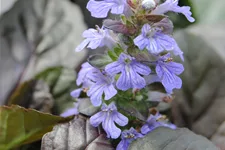 Ajuga reptans