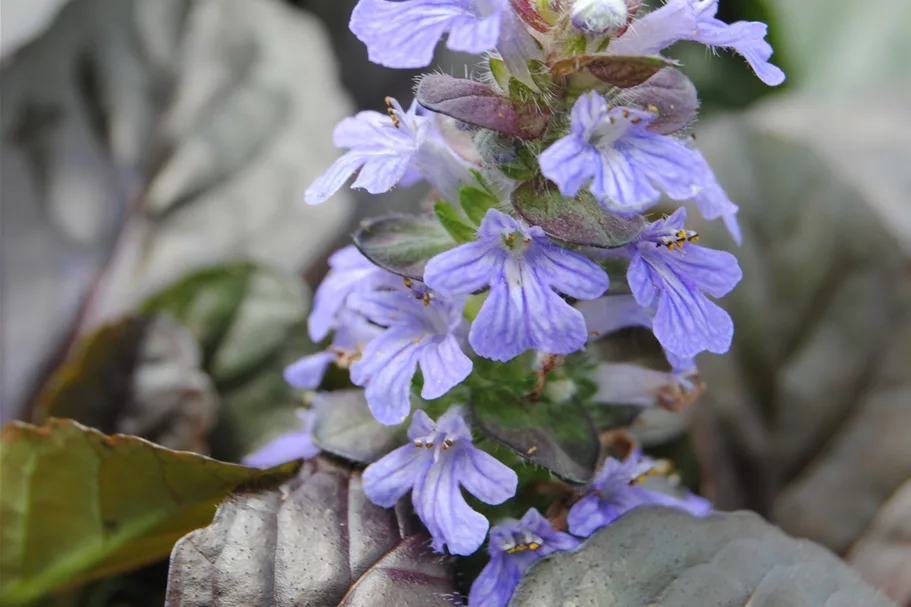 Ajuga reptans