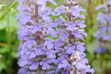 Ajuga reptans