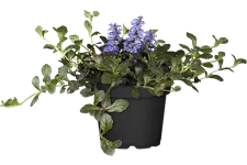 Ajuga reptans