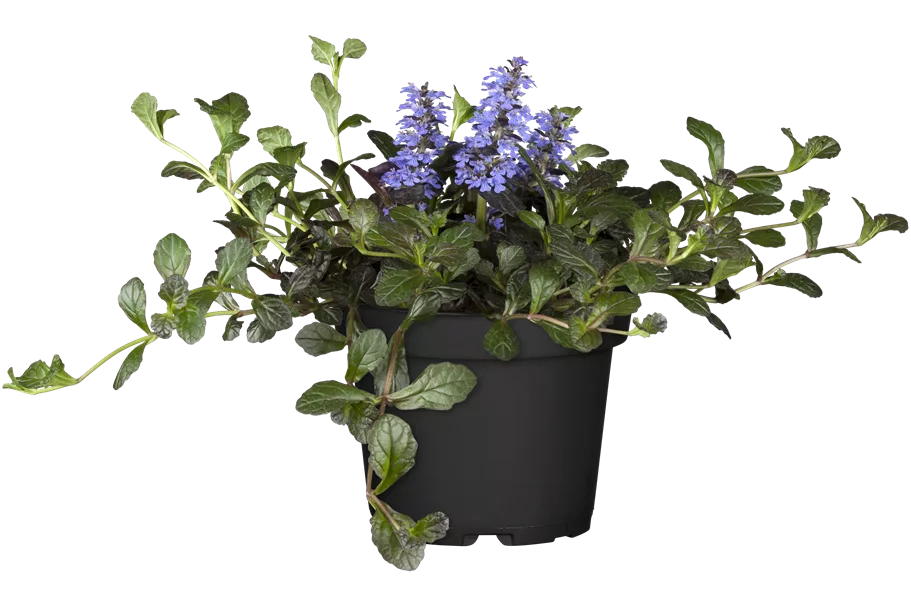 Ajuga reptans