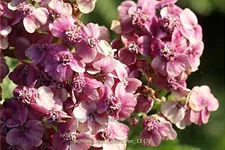 Achillea millefolium 'Saucy Seduction'