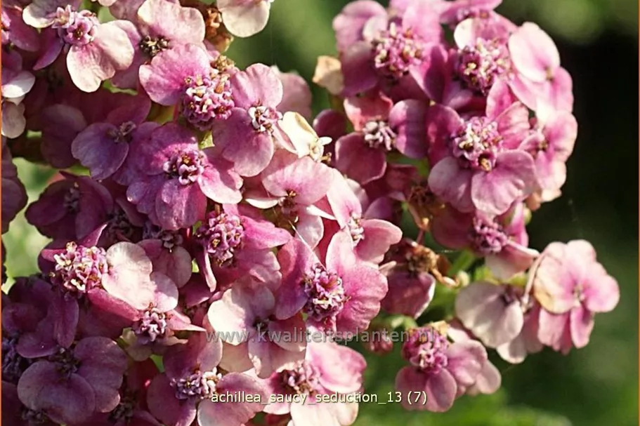 Achillea millefolium 'Saucy Seduction'
