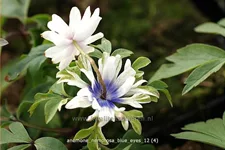 Anemone nemorosa 'Blue Eyes'
