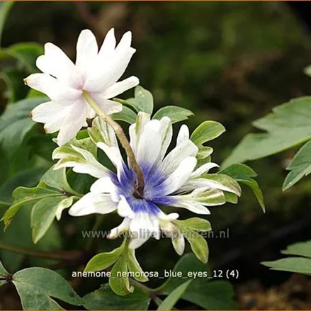 Anemone nemorosa 'Blue Eyes'