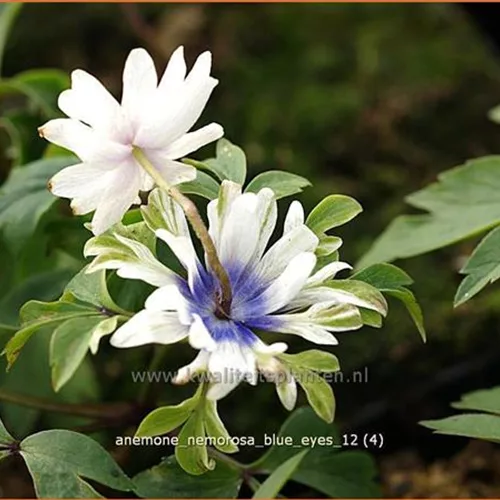 Anemone nemorosa 'Blue Eyes'
