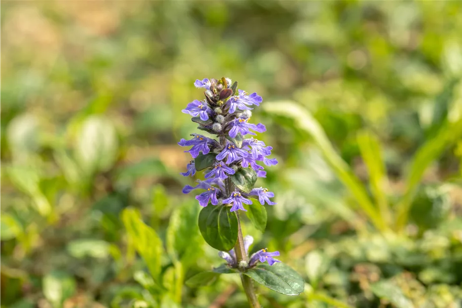 Ajuga reptans