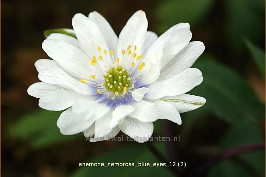Anemone nemorosa 'Blue Eyes'