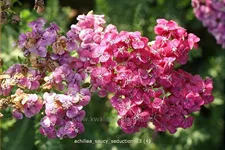Achillea millefolium 'Saucy Seduction'