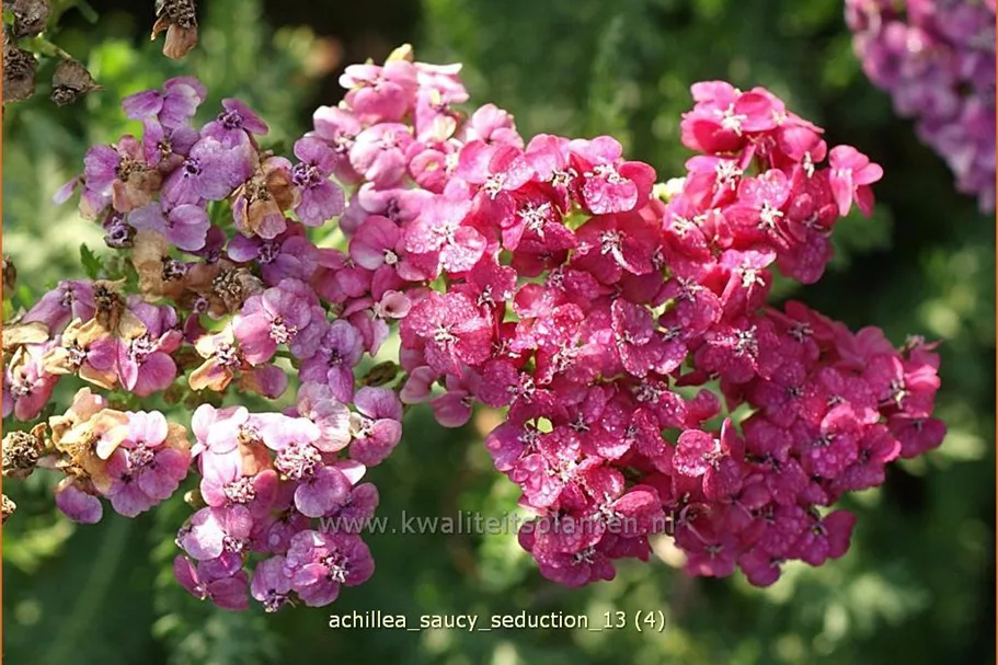 Achillea millefolium 'Saucy Seduction'