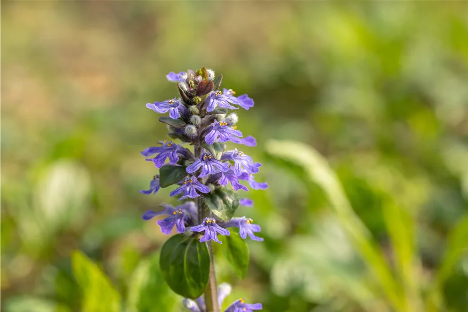 Ajuga reptans