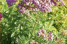 Achillea millefolium 'Saucy Seduction'