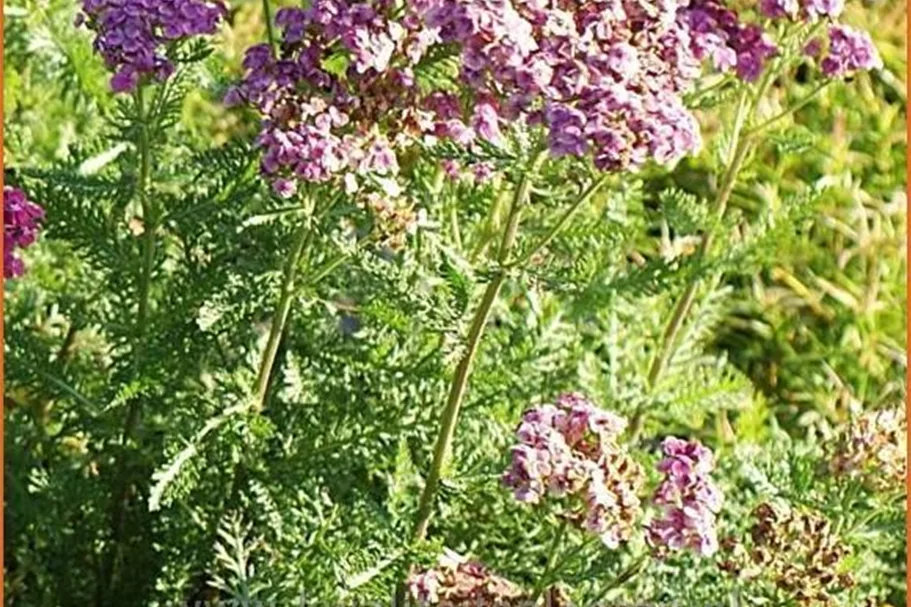 Achillea millefolium 'Saucy Seduction'