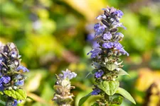 Ajuga reptans