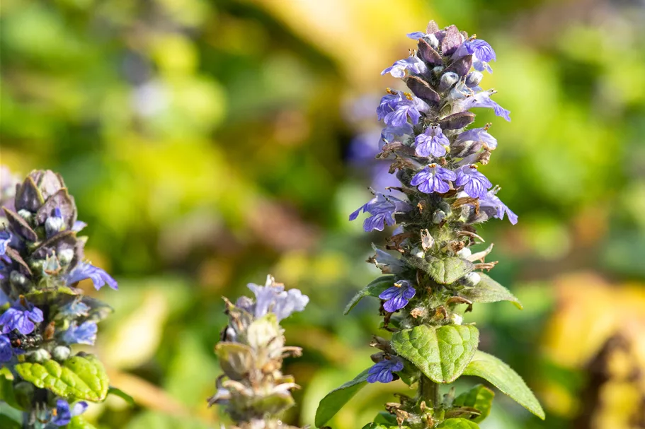 Ajuga reptans