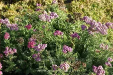 Achillea millefolium 'Saucy Seduction'