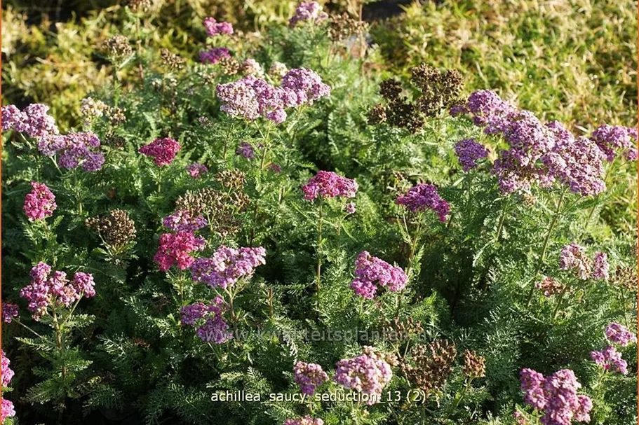 Achillea millefolium 'Saucy Seduction'