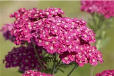 Achillea millefolium 'Saucy Seduction'