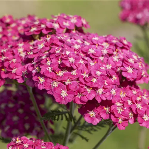 Achillea millefolium 'Saucy Seduction'