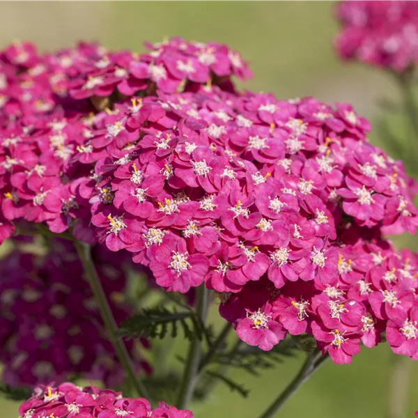 Achillea millefolium 'Saucy Seduction'
