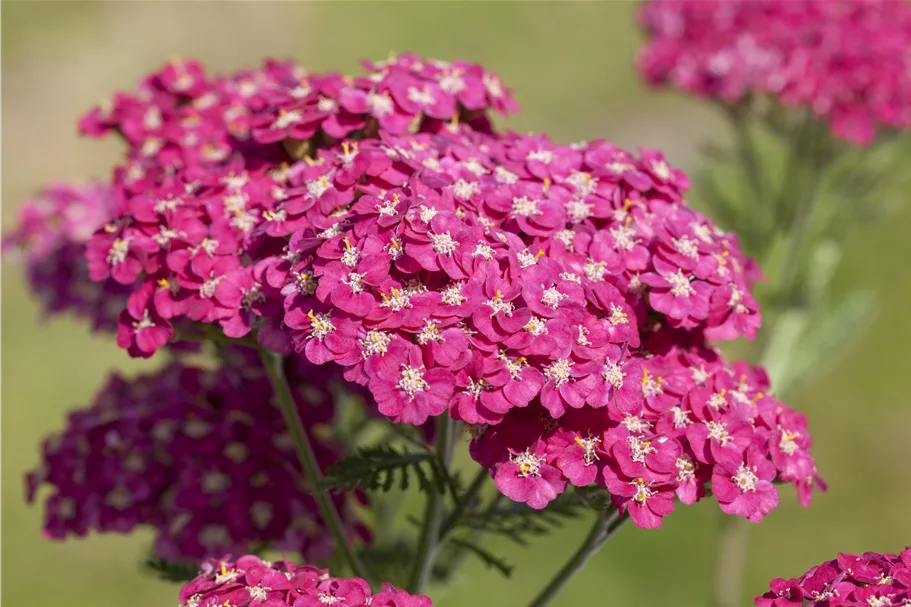 Achillea millefolium 'Saucy Seduction'