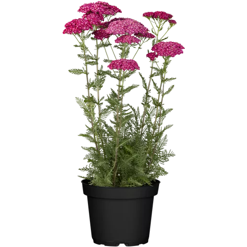 Achillea millefolium 'Saucy Seduction'